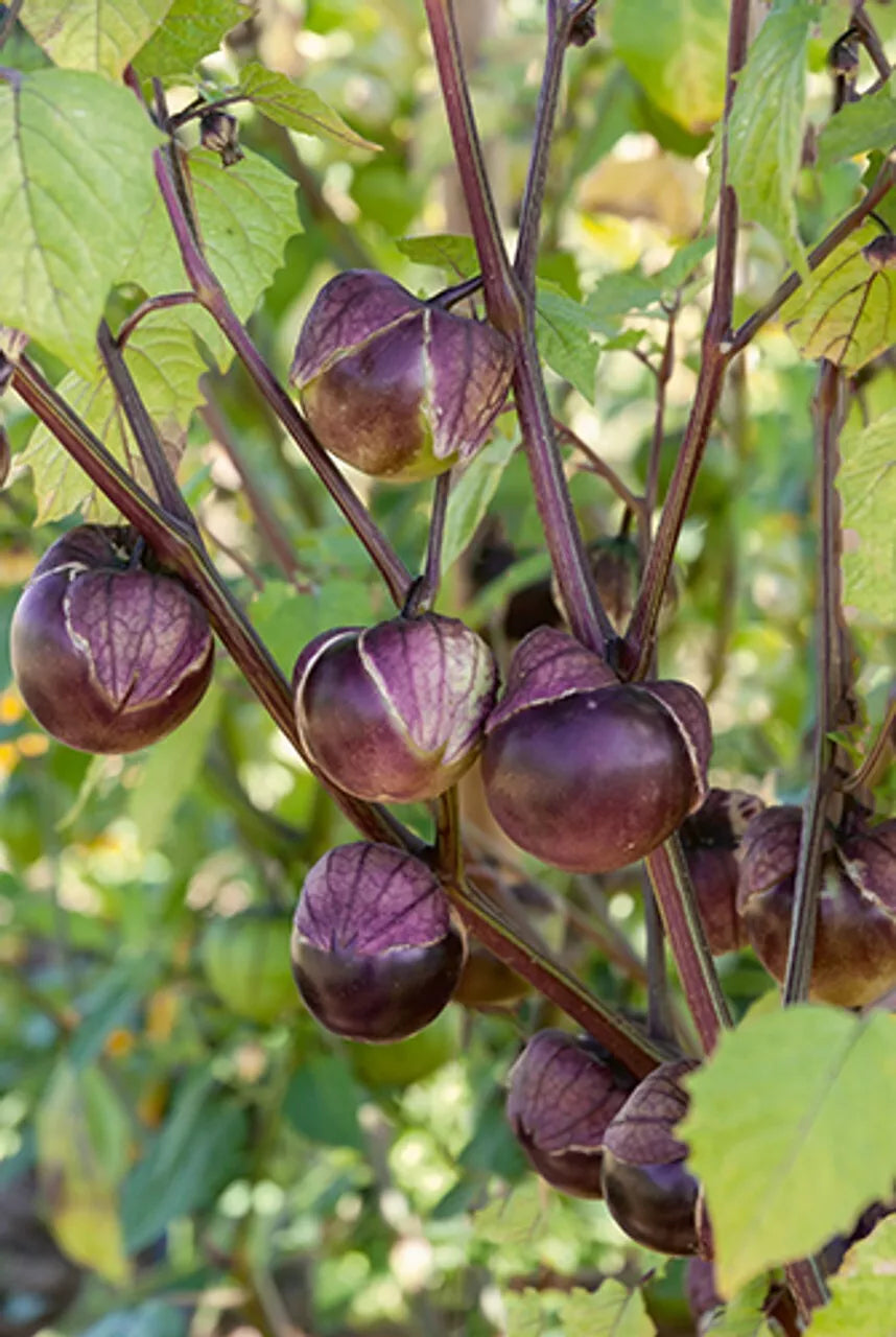 Deep Purple Tomatillo Seeds 50 Ct, Physalis ixocarpa, Non-GMO, Heirloom, Salsas & Sauces, Garden Planting