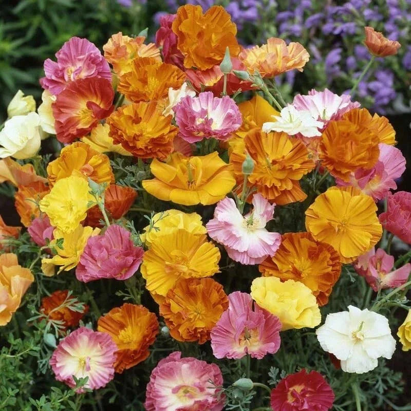 Poppy Flower Seeds 50 Count Ballerina Mix Papaver somniferum
