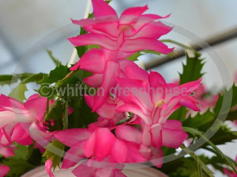 Thanksgiving Cactus Cuttings - 3 Unrooted Ann Pink Schlumbergera Cuttings for Propagation