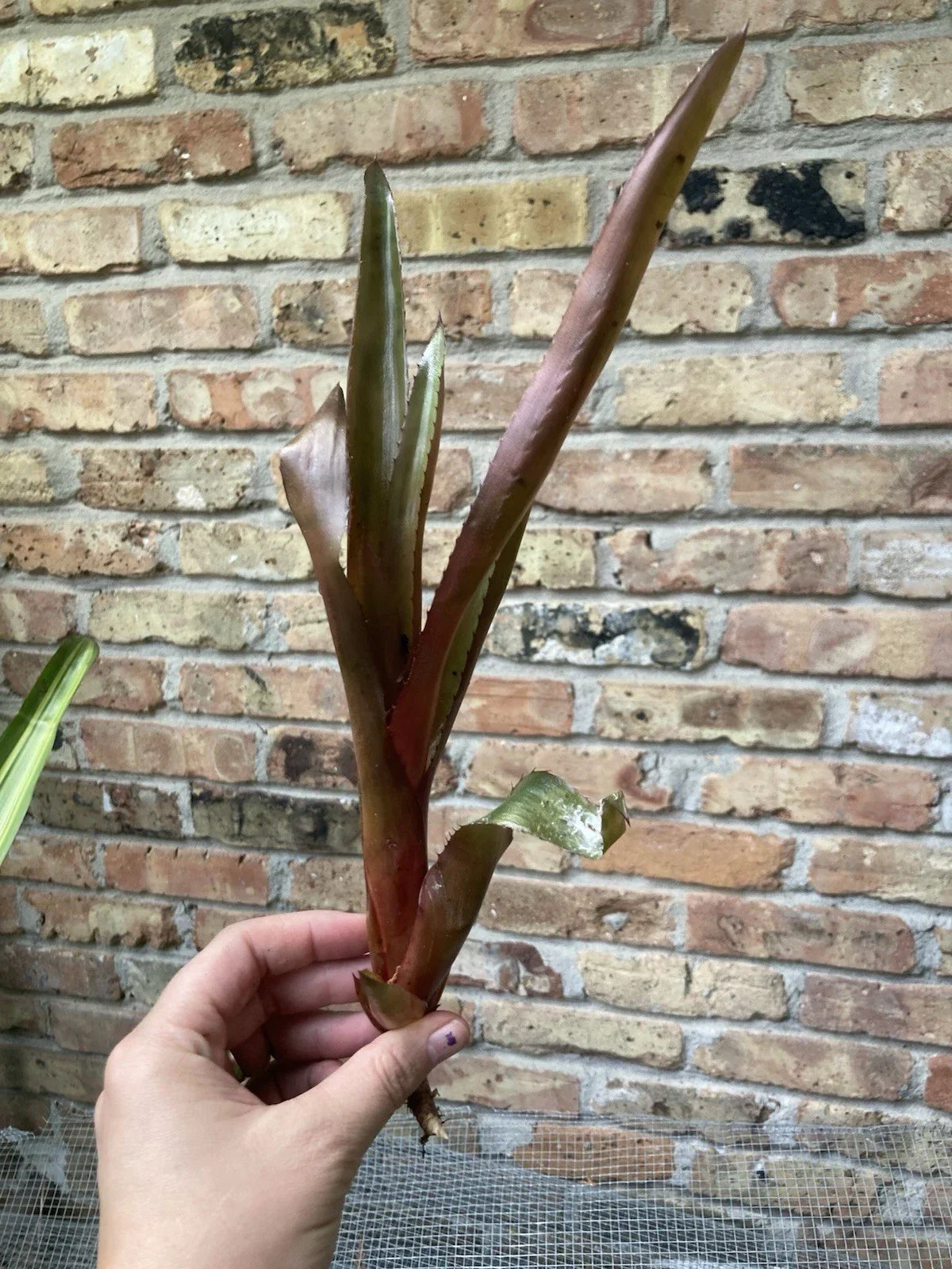Aechmea 'Burgundy' Bromeliad Unrooted Cutting for Propagation, Indoor Houseplant, Tropical Garden, Bright Foliage