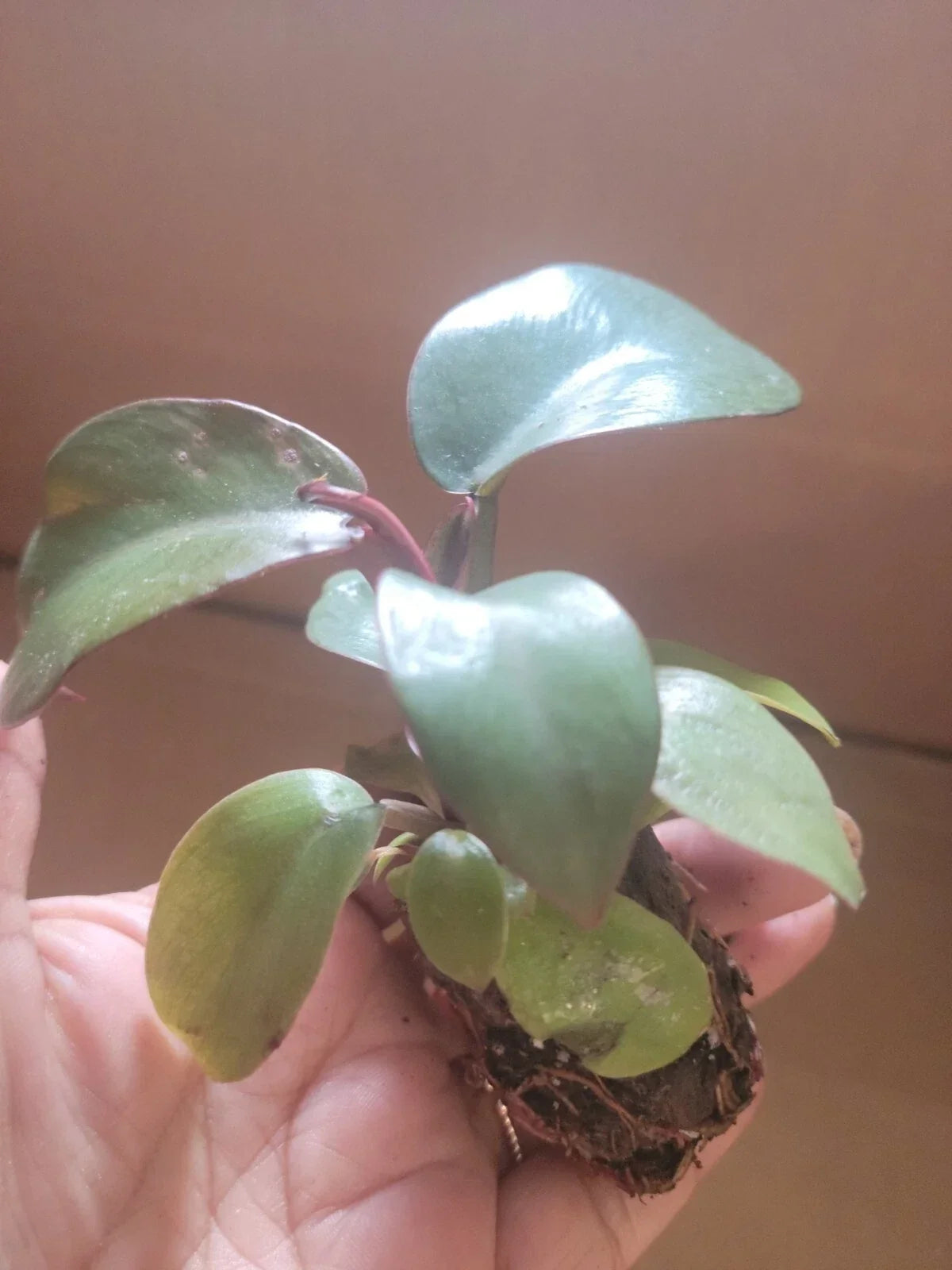 Live Potted Philodendron Black Cardinal 2" Well-Rooted Indoor Plant, Dark Foliage, Compact Houseplant, Philodendron 'Black Cardinal'