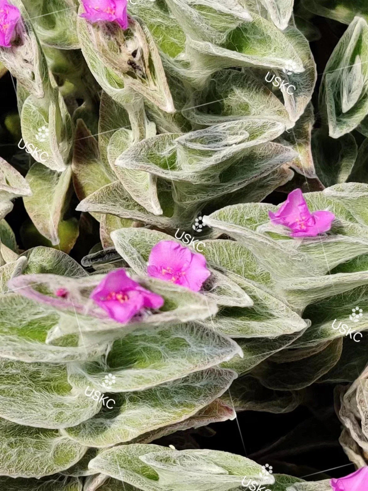 Tradescantia sillamontana Cutting - White Velvet Fuzzy Indoor Plant in 2" Pot
