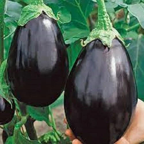 Black Beauty Eggplant Seeds – Organic Heirloom, Non-GMO, 25 Packets, Solanum melongena, Full Sun, Easy to Grow