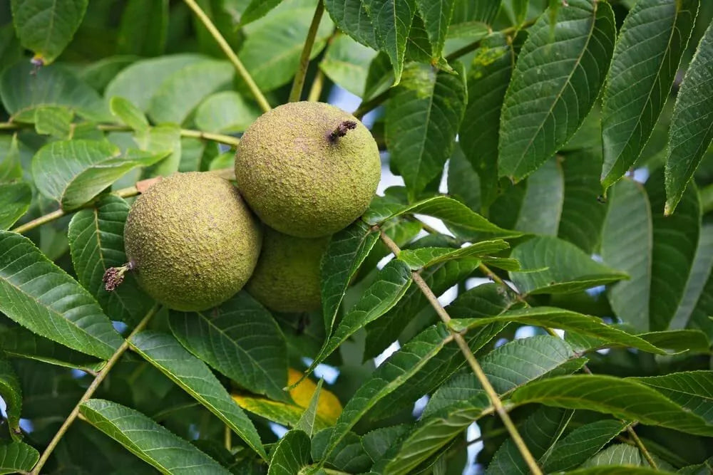 Black Walnut Tree Seeds - 4 Pack | Juglans nigra for Planting
