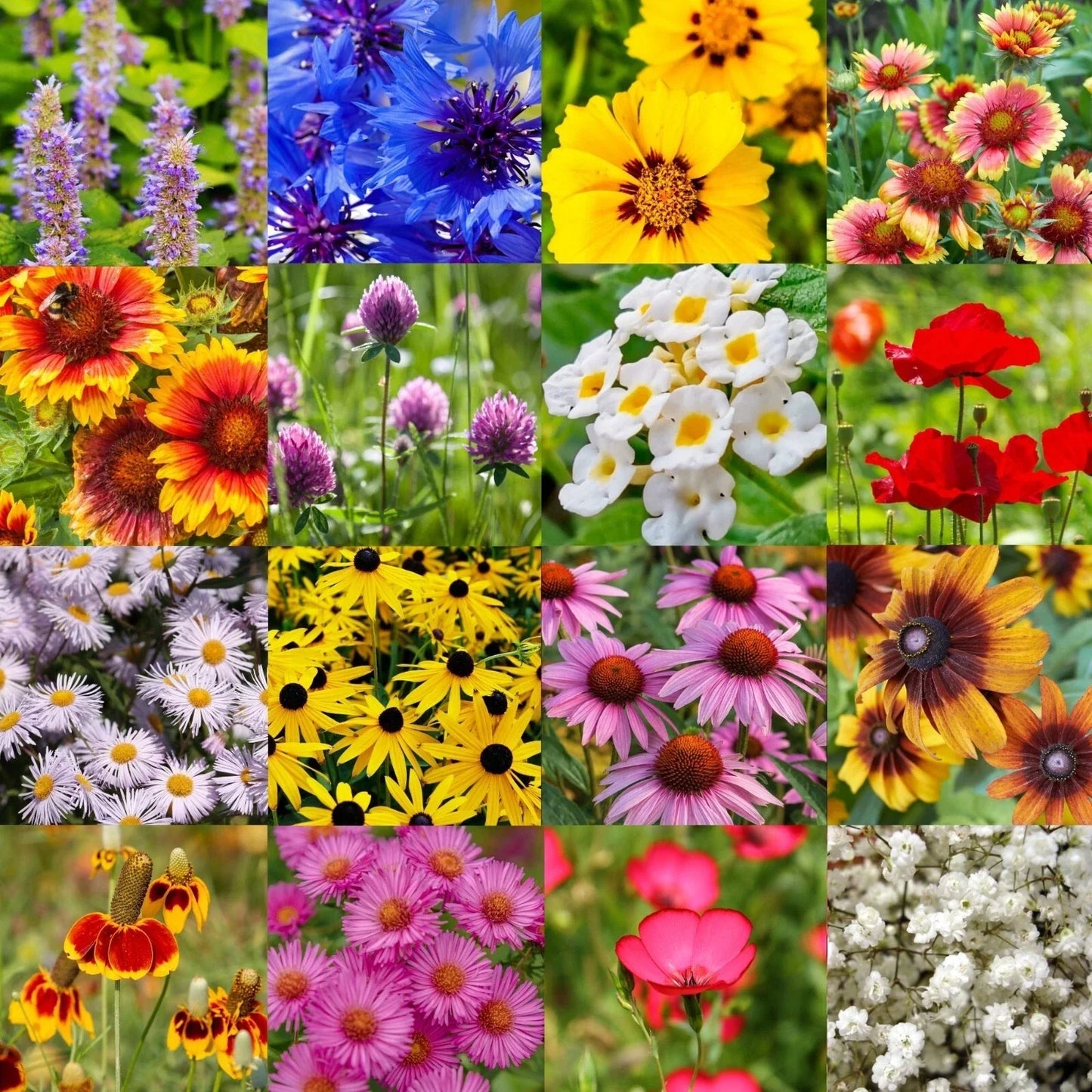 Wildflower Seed Mix 1/2LB Bulk Native Midwest Wildflowers for Pollinators, Colorful Blooms
