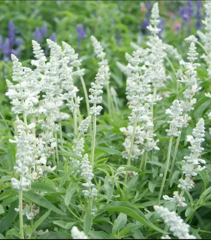 Salvia Seeds - 200 Non-GMO Victoria Series White Flowers for Pollinators & Bees - Perennial Herb, Salvia nemorosa