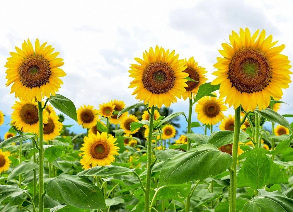 Giant Sunflower Seeds 1LB Heirloom Non-GMO Helianthus annuus for Tall, Vibrant Flowers, Pollinator Attractant