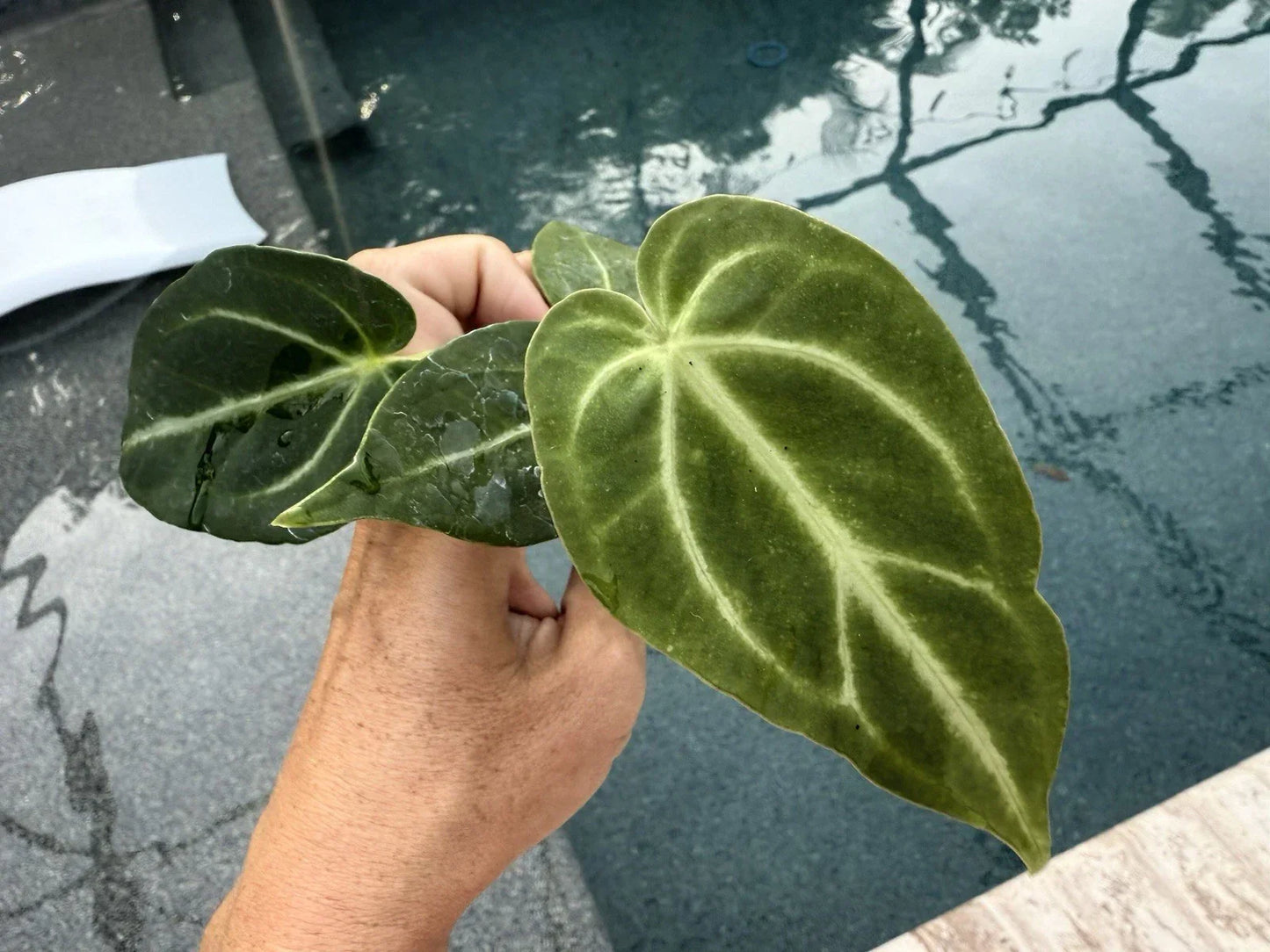 Anthurium Magnificum Live Plant - Tropical Houseplant in 6-Inch Pot with Velvety Dark Green Foliage
