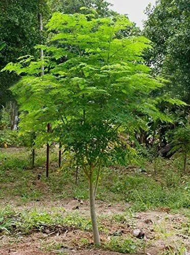 Moringa Tree Seeds - 30 Count - Fast Growing Moringa oleifera