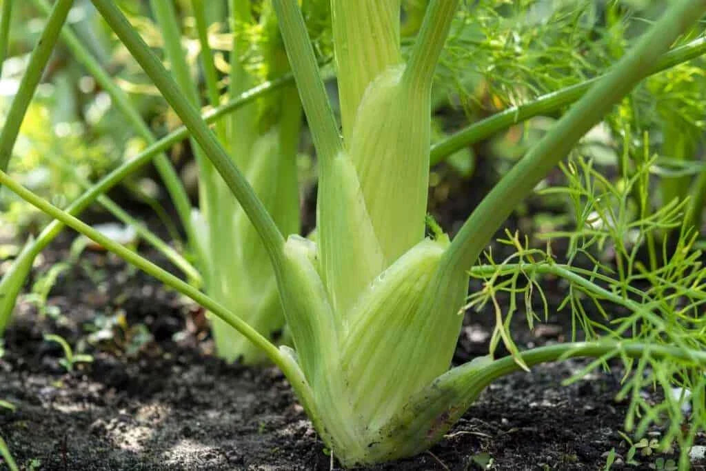 Florence Fennel Seeds - Anise Aroma, Non-GMO, Finocchio Variety, Culinary Herb Garden Seed