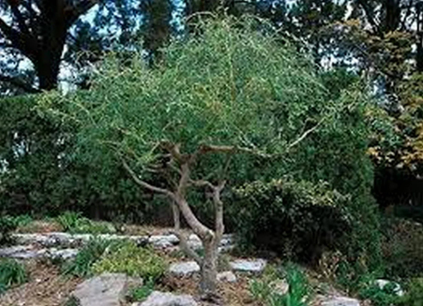 Corkscrew Willow Tree Cuttings – 3 Fast-Growing Salix matsudana 'Tortuosa' for Privacy & Shade