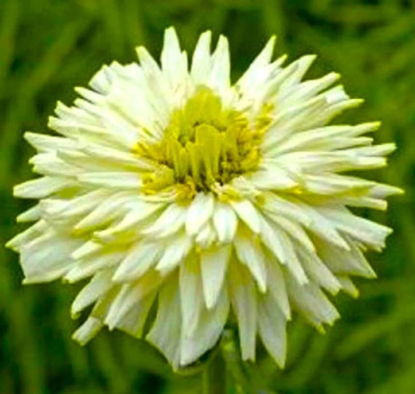Giant Cactus Zinnia Seeds - White Flowers, 100+ Seeds, Zinnia elegans, Easy to Grow, Butterfly Attracting, Garden Bedding