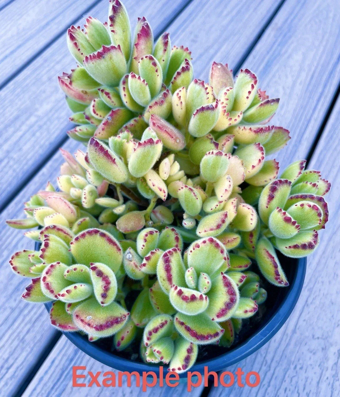 2" Cotyledon tomentosa Variegated Bear's Paw Succulent Live Plant Cutting, Rare Indoor Plant, Fuzzy Foliage, Succulent Gift