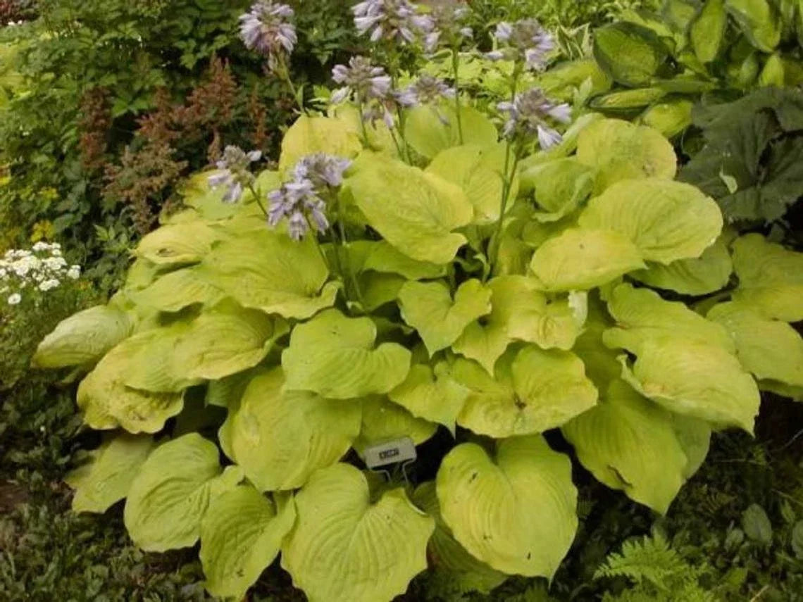 Large Golden Hosta Plant – Full Rooted, 3+ Years Old, Shade Perennial, Hosta sieboldiana 'Aureomarginata'