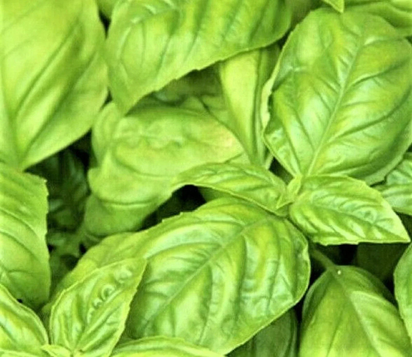 Large Leaf Italian Basil Seeds – Non-GMO Herb Seeds for Planting, Ocimum basilicum, Culinary, Pesto, Mediterranean Gardens