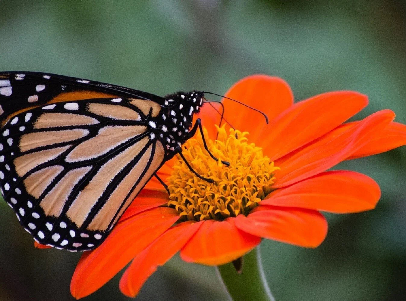 Sunflower Seeds Pack of 50 - Large Orange Blooms, Drought-Tolerant Mexican Torch Helianthus annuus