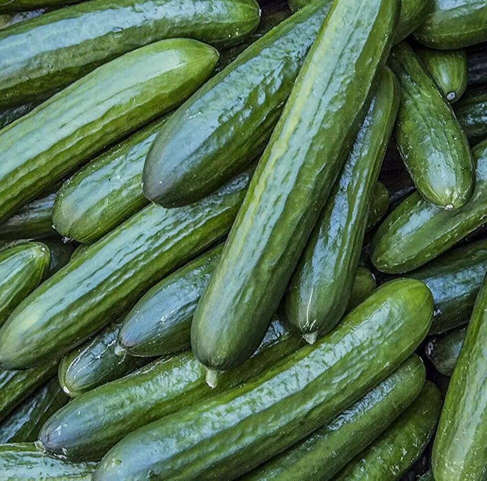 Tendergreen Burpless Cucumber Seeds 50+ Pack, Vegetable Garden, Pickling, Cucumis sativus