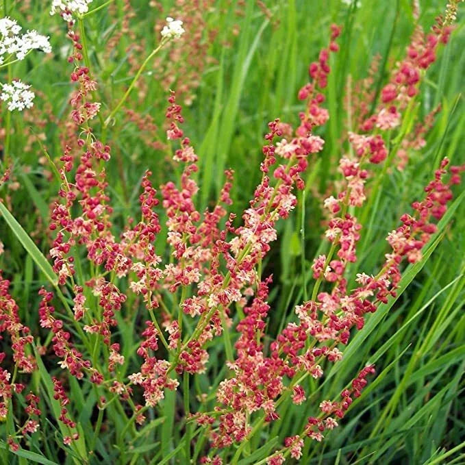Sheep Sorrel Seeds Packet - 100 Seeds - Rumex acetosella - Edible Perennial Herb