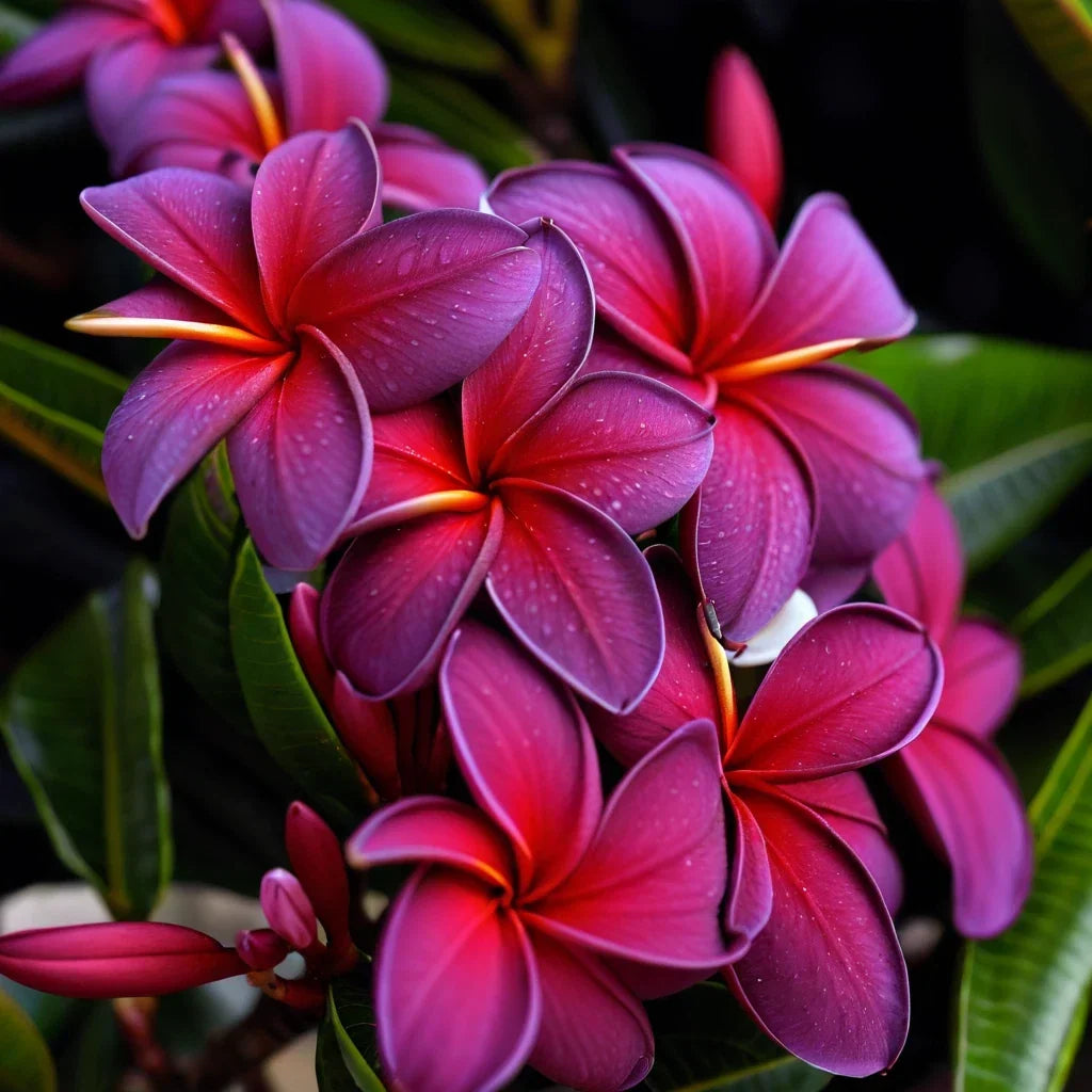 Black Purple Plumeria Seeds - 5 Pack, Tropical Perennial Flower, Plumeria rubra, Fragrant Hawaiian Flower Seeds