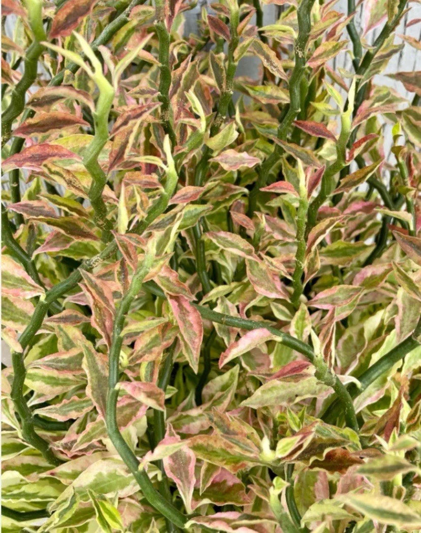 Devil's Backbone Cuttings 8 pcs Organic Variegated Euphorbia tithymaloides Propagation Plant