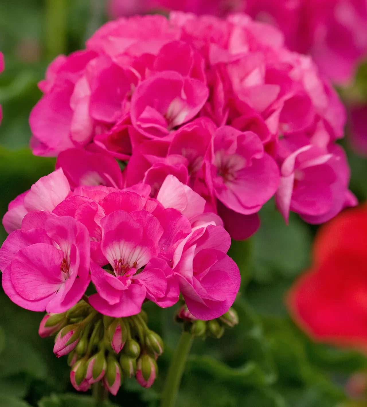 Geranium Cuttings - 3 Fresh Double Bright Pink Pelargonium x hortorum for Garden or Indoor Planting