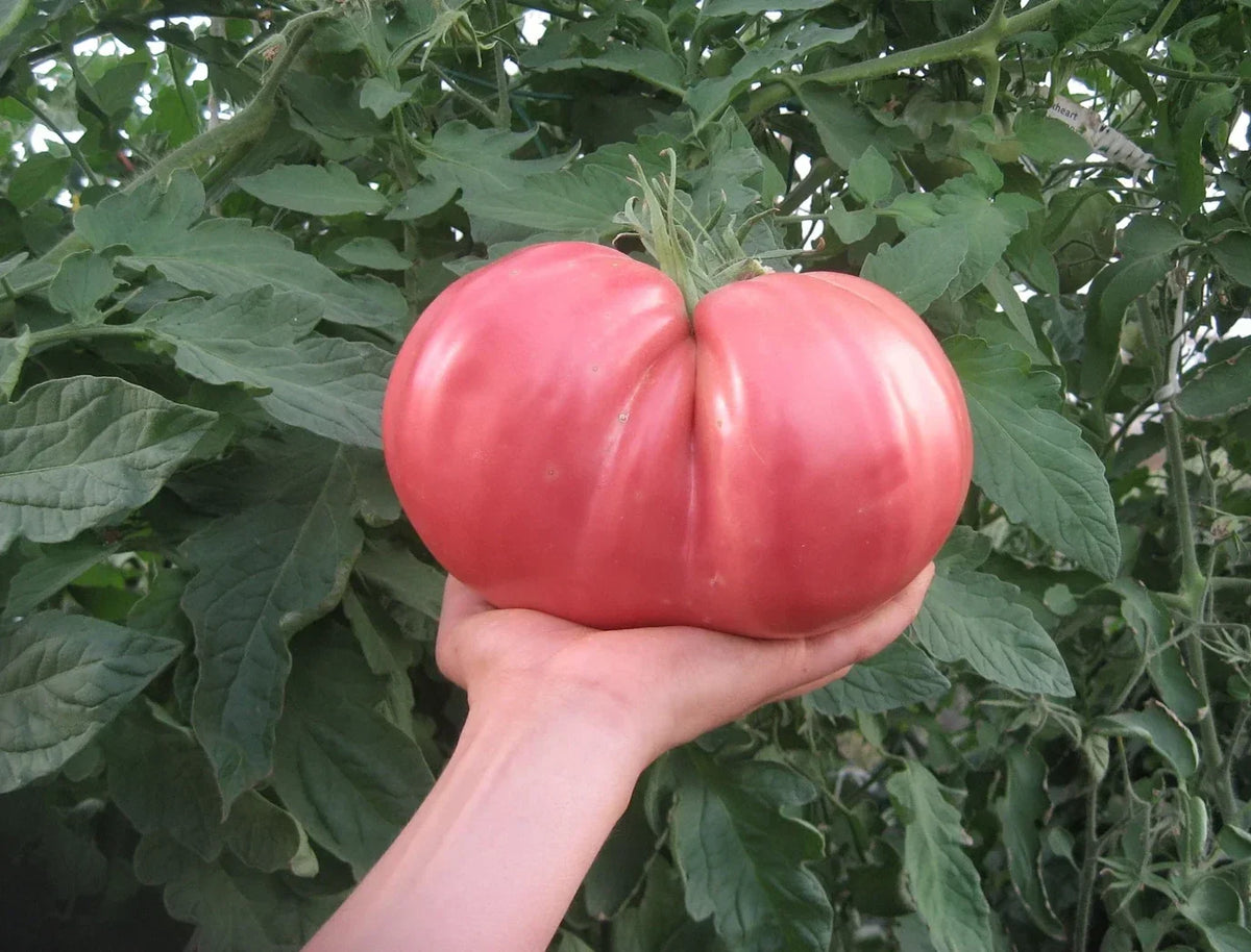 German Giant Tomato Seeds – Heirloom Organic Non-GMO Solanum lycopersicum, Large Fruit, 120+ Seeds