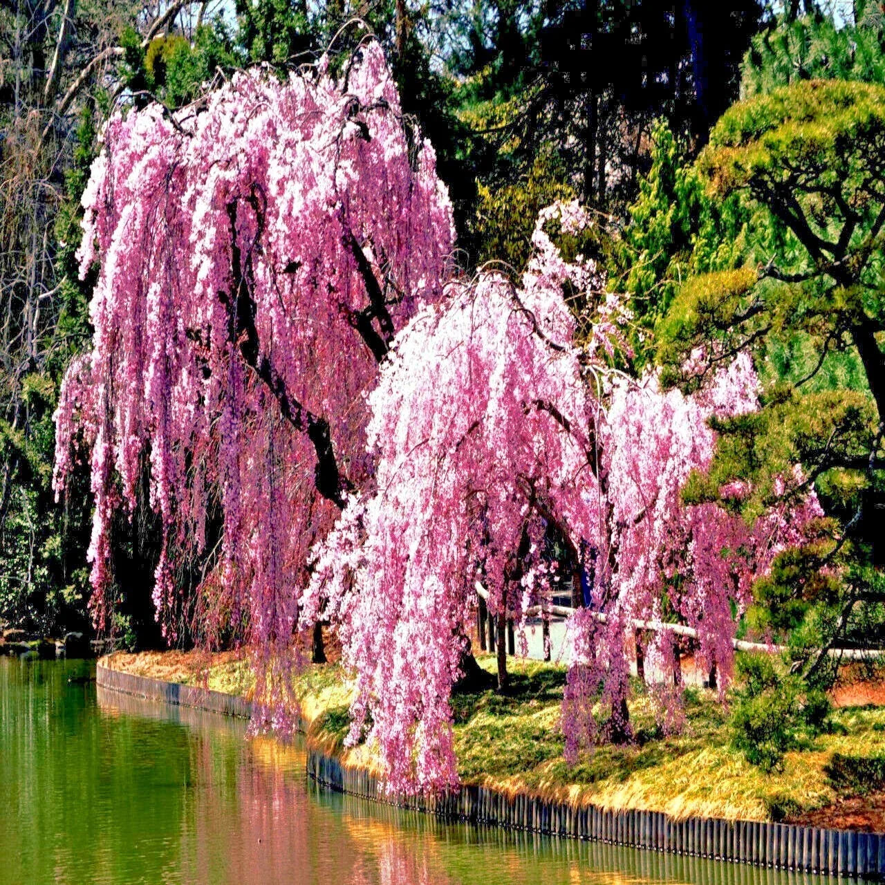 Weeping Sakura Cherry Blossom Tree Seeds - Prunus pendula - Fast Growing Hardy Ornamental Flowering Plant