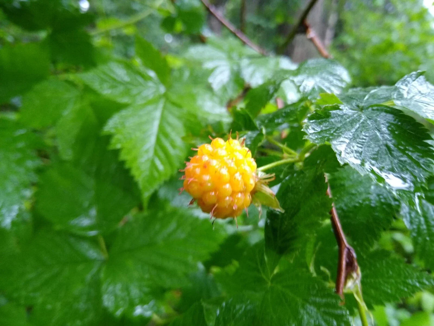 Salmonberry Root Cuttings - 5 Live Rhizomes - Organic Rubus spectabilis Deciduous Shrubs for Wetlands & Gardens