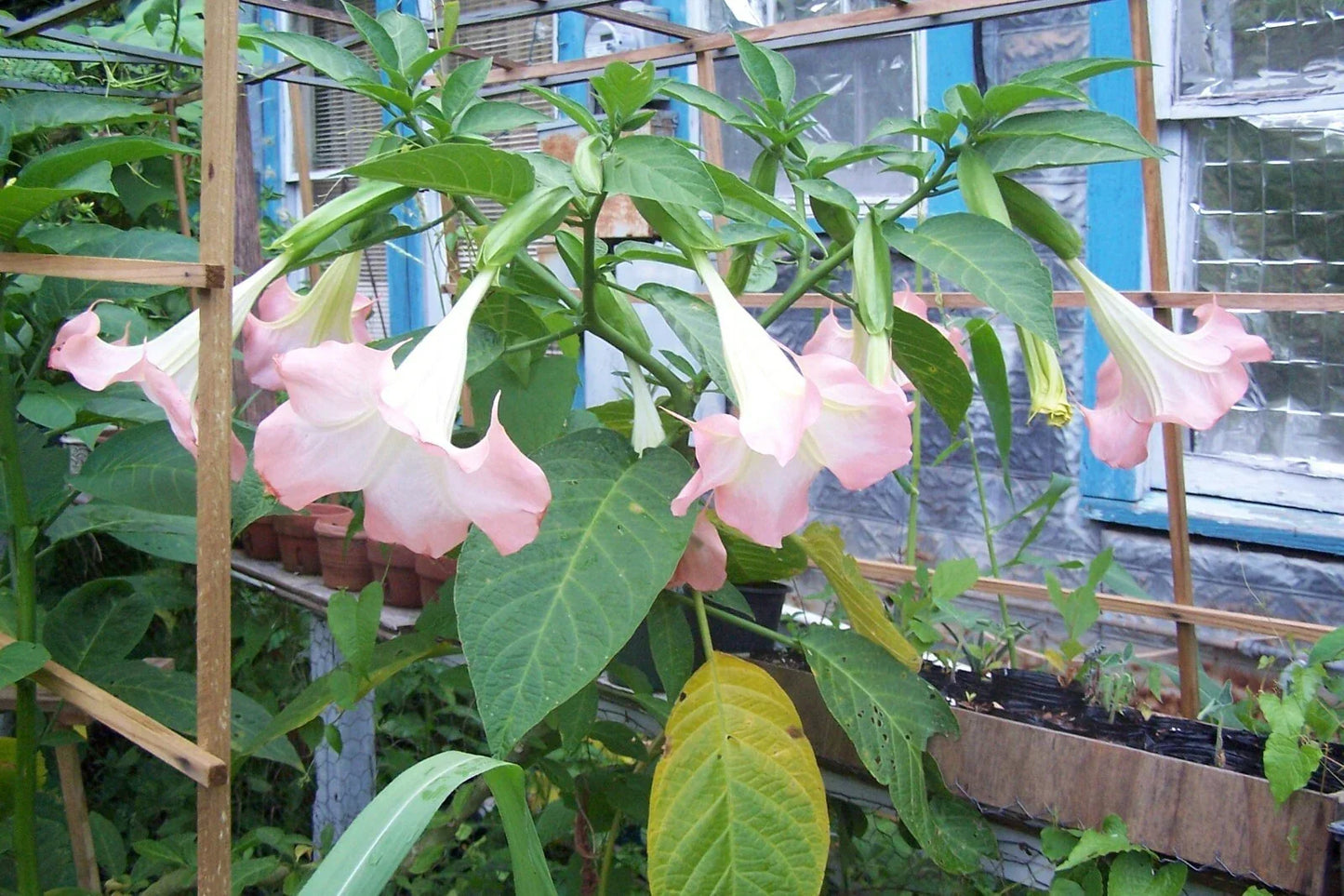 Pink Angel Trumpet Cuttings - 4 Stem Set, Fragrant Large Pink Flowers, Brugmansia suaveolens, Tropical Perennial Shrub