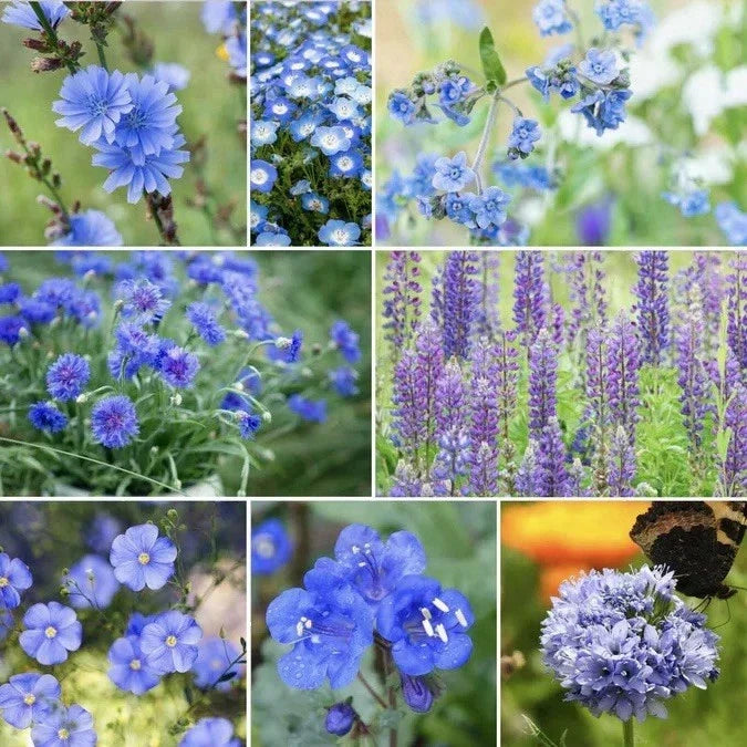Blue Wildflower Seeds Mix – 250 Seeds for Pollinator Gardens, Native Flower Blend, Drought-Tolerant, Full Sun to Partial Shade