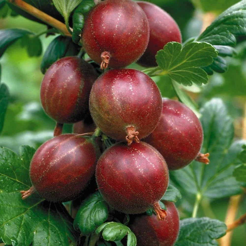 Hinnonmaki Red Gooseberry Starter Plant – Ribes uva-crispa, Superfood Berry, Hardy Zones 3-8, Compact Bush, Edible Fruit Plant