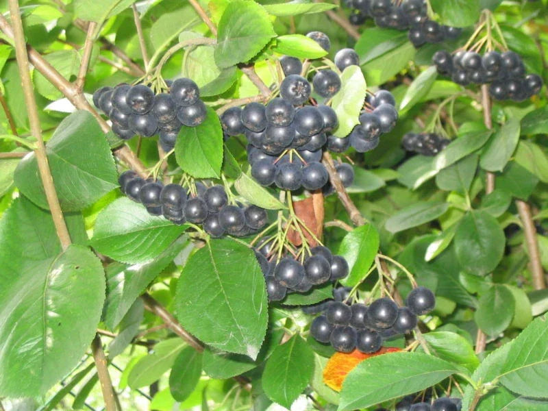 Black Chokeberry Seeds 30 Count - Aronia melanocarpa Native Fruit Plant