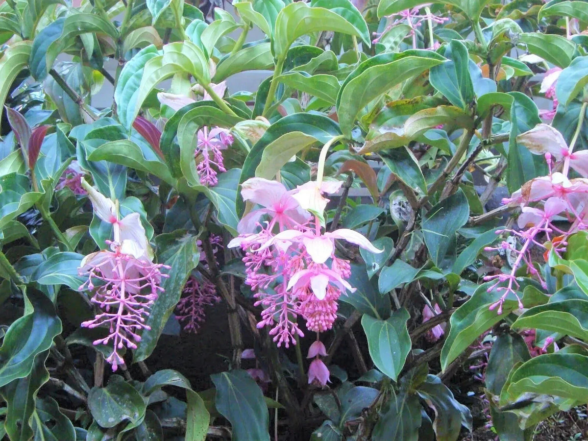 Royal Chandelier Medinilla Plant | Live Well-Rooted Starter | Rare Exotic Medinilla magnifica Indoor Plant