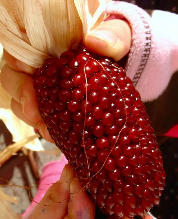 Strawberry Ruby Corn Seeds – Organic Heirloom Popcorn – Sweet Red Kernels – Zea mays everta – 30+ Seeds Pack
