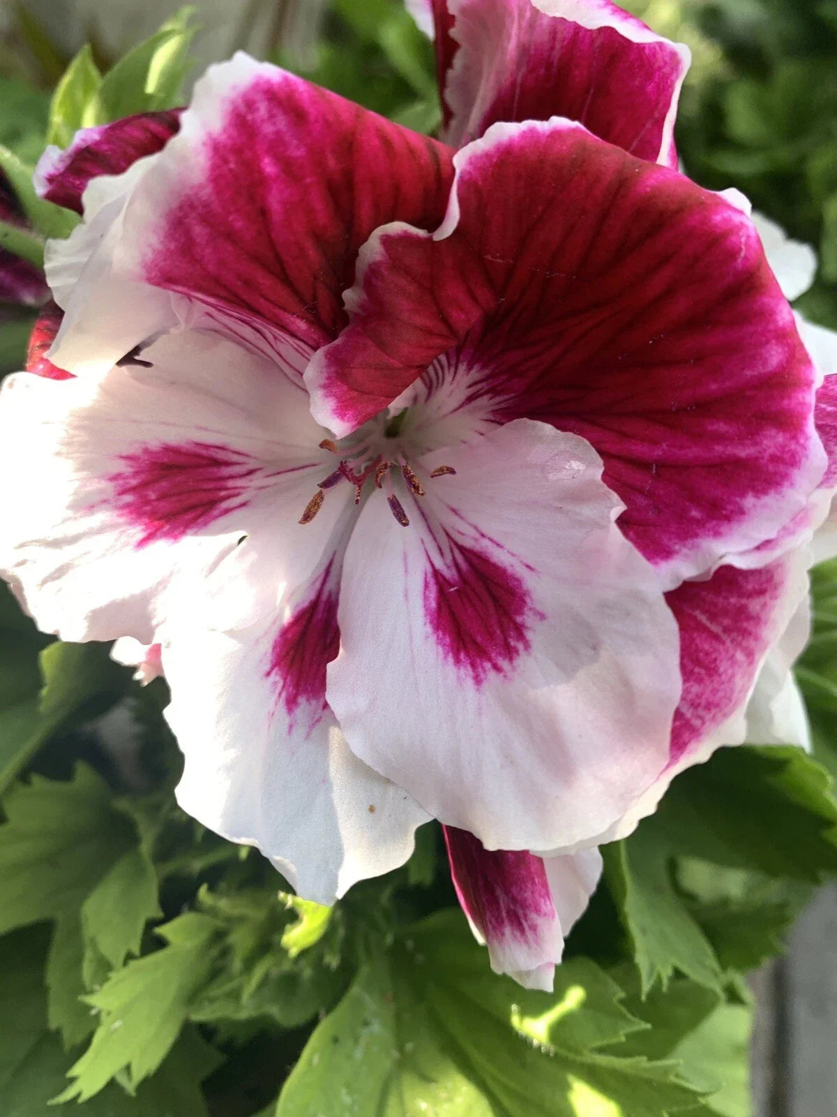 Rare White and Purple Geranium Cuttings - 6 Inch Pelargonium spp. - Unique Color Varieties, Garden & Indoor Plants