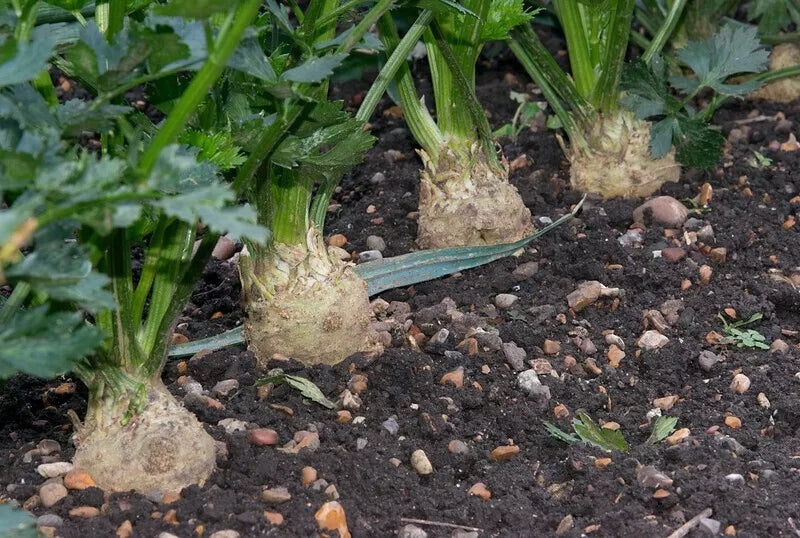 Celeriac Seeds 750 Count - Giant Prague Non-GMO Heirloom Vegetable Seeds Apium graveolens var. rapaceum