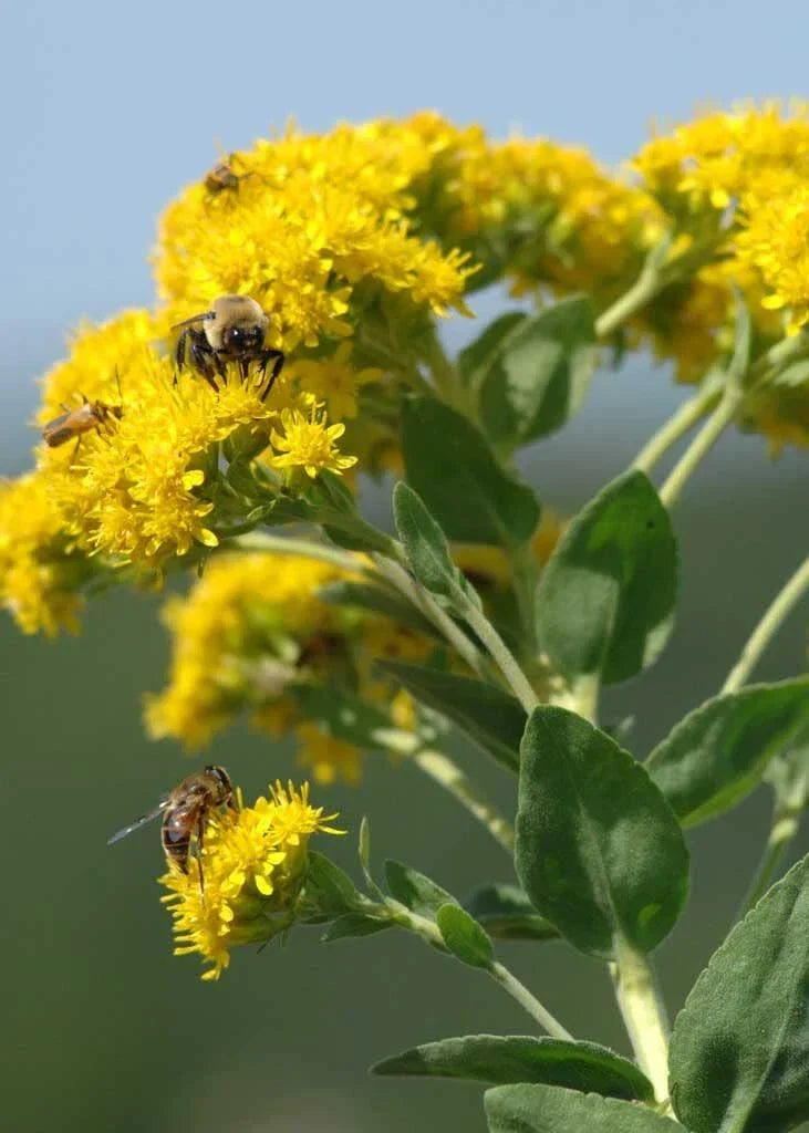 Stiff Goldenrod Seeds - 100+ Heirloom Oligoneuron rigidum Seeds for Native Perennial Wildflower