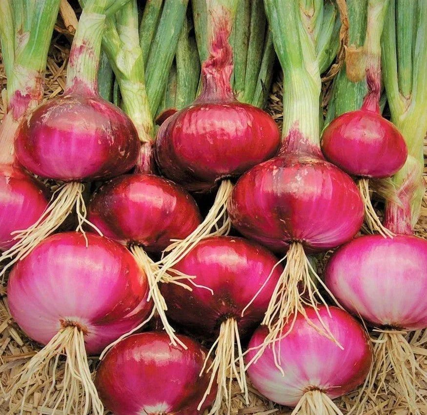 Ruby Red Onion Seeds - Non-GMO Sweet Long Day Variety for 2025 Planting
