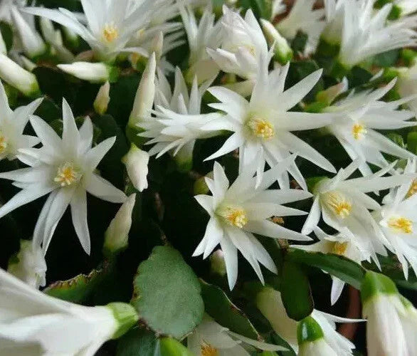 Easter Cactus Plant - White Spring Sunrise - Rooted Rhipsalidopsis Hatiora - Indoor Blooming Houseplant in 4-Inch Pot