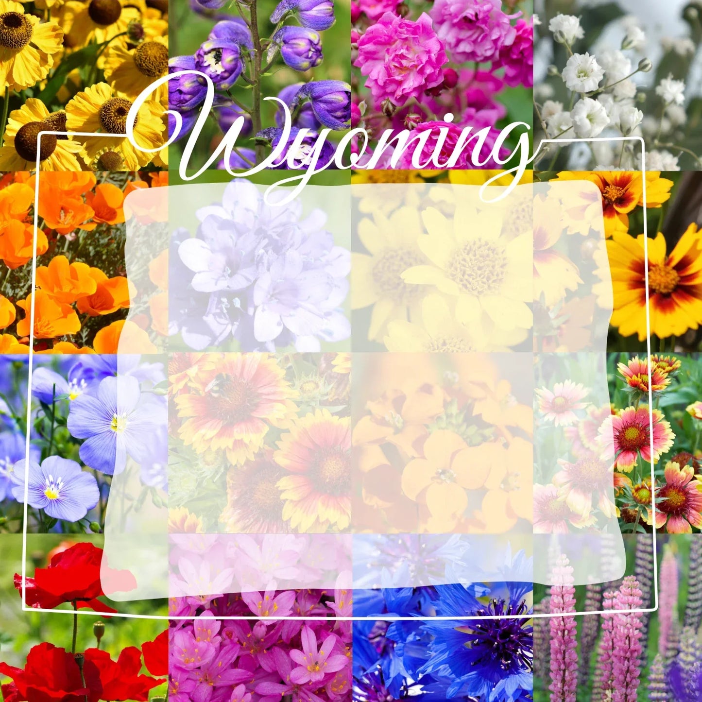 Wildflower Seed Mix 1/4 Pound Bulk Native Wyoming Western Wildflowers for Gardens, Attract Pollinators