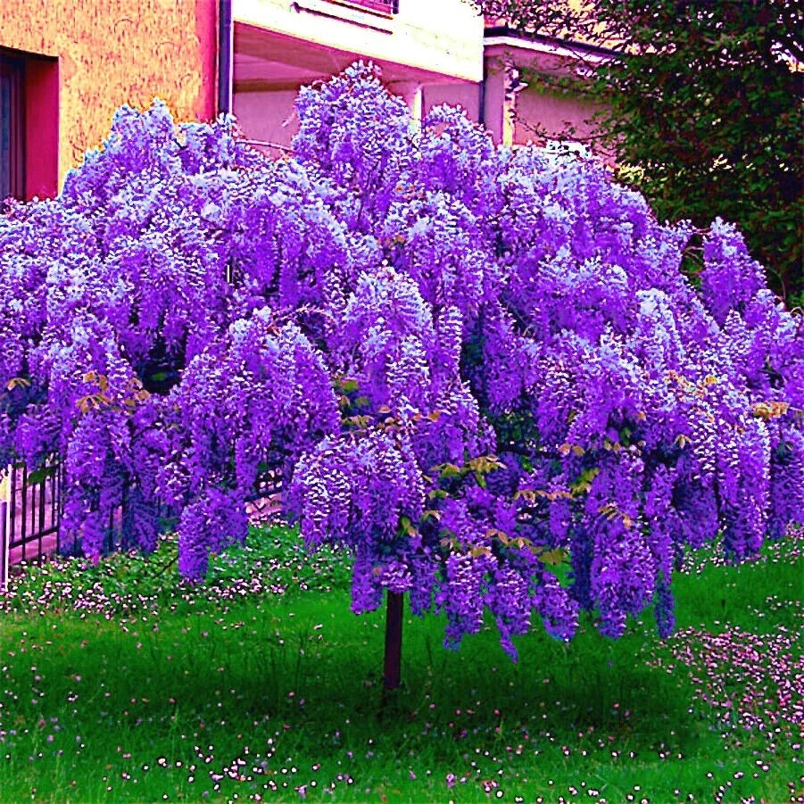 Chinese Blue Wisteria Seeds - 5 Pack, Fast-Growing Climbing Vine, Wisteria sinensis, Blue-Purple Flowers, Garden Trellis Plant