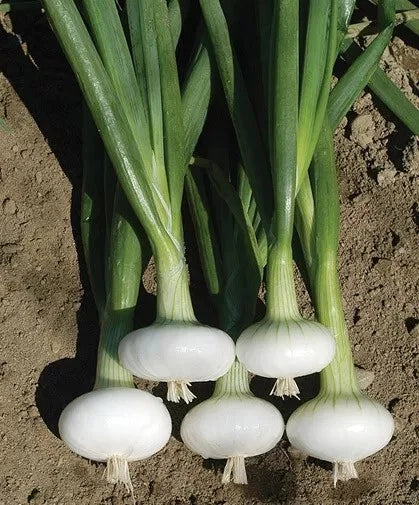Cipollini Onion Seeds - Organic Non-GMO Heirloom Yellow Sweet Allium cepa - 200+ Seeds for Culinary, Gardening & Container Planting