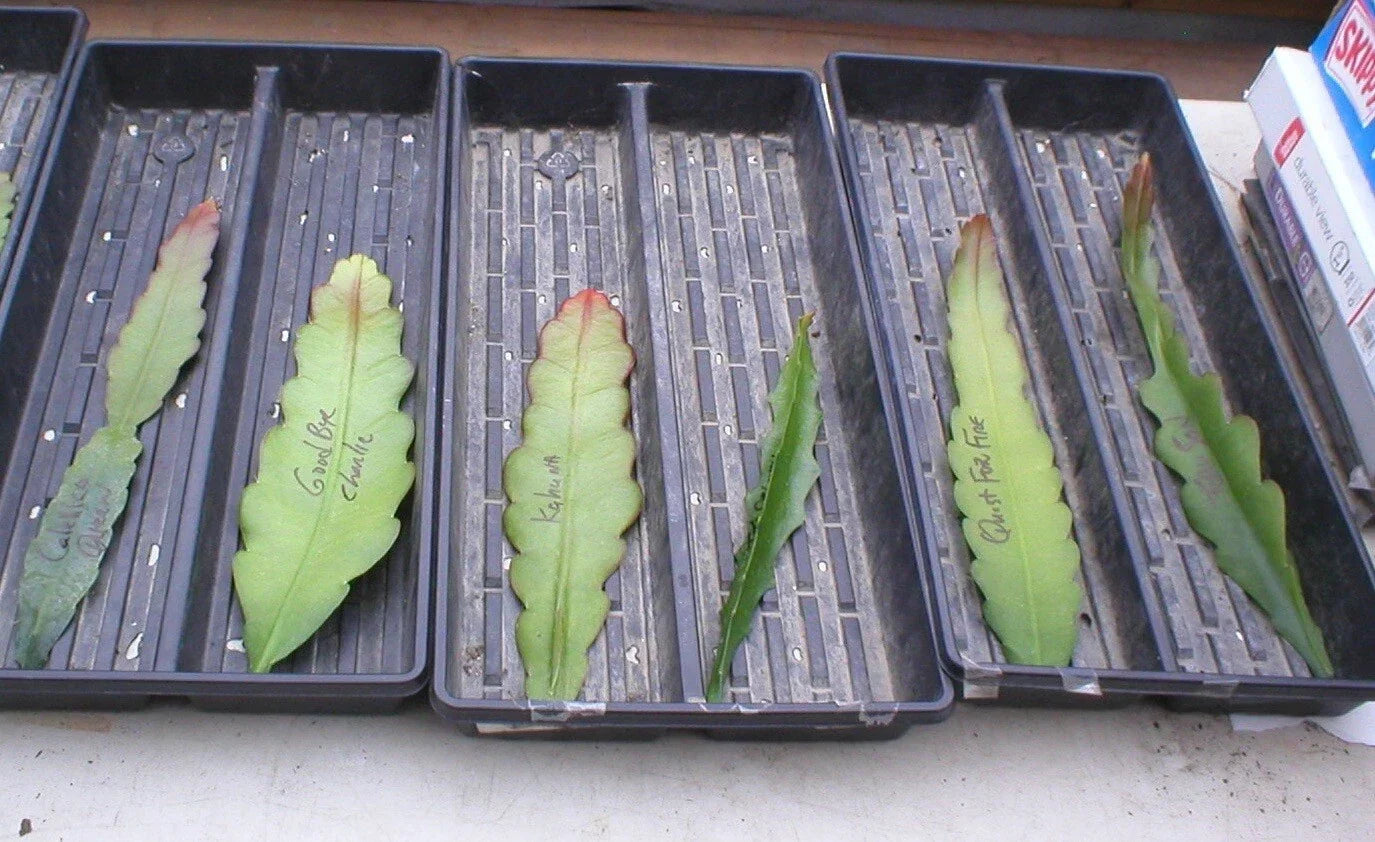 Epiphyllum Cutting - Summer of '84 Orchid Cactus - Climbing Indoor Houseplant - Epiphyllum spp.