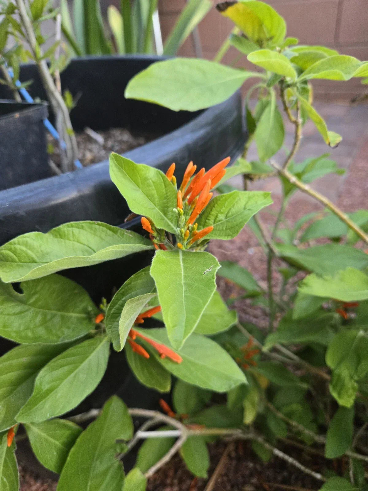 Orange Justicia Mexican Honeysuckle Cuttings - 3 Pieces, 4" Each | Justicia spicigera