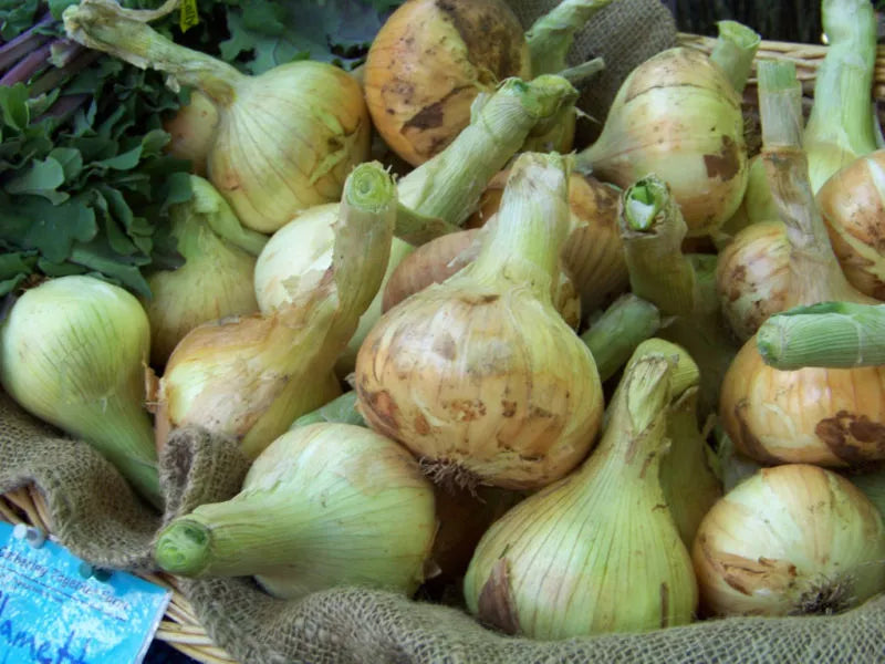 Sweet Spanish Yellow Onion Seeds - Allium cepa - Non-GMO, Heirloom, Vegetable Seeds for Home Gardening