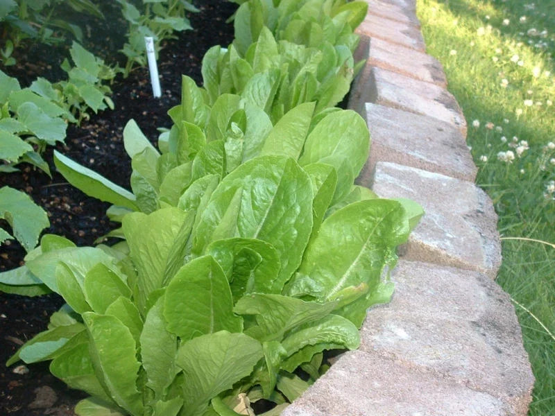 Lettuce Seeds | Parris Island Romaine Heirloom Vegetable Seeds | Lactuca sativa | 875 Seeds
