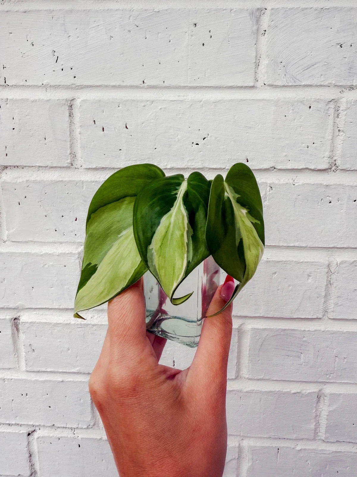 Philodendron Cream Splash Cuttings – Variegated Indoor Houseplant Propagation – Philodendron 'Cream Splash'
