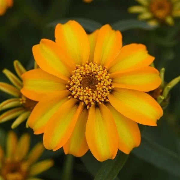 Zinnia Seeds Star Gold - 1000 Count - Zinnia elegans Bright Yellow Flowers