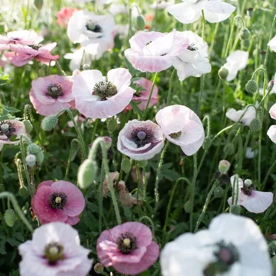 Mother of Pearl Poppy Seeds - 2024 Mix of Blues and Pinks - Papaver somniferum Garden Seeds