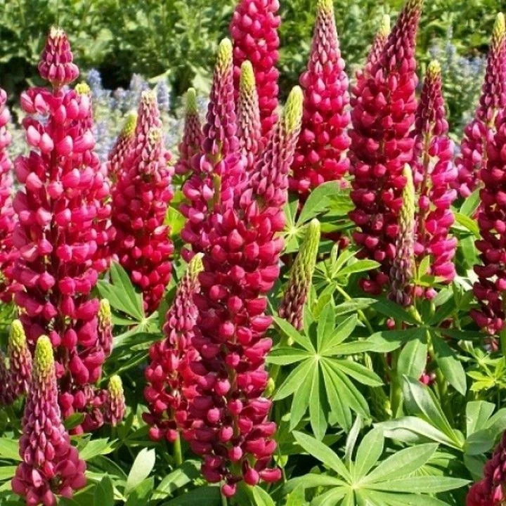 Red Russell Lupine Seeds - My Castle Variety - Vibrant Red Blooms - Lupinus polyphyllus - Non-GMO, Easy to Grow, Full Sun